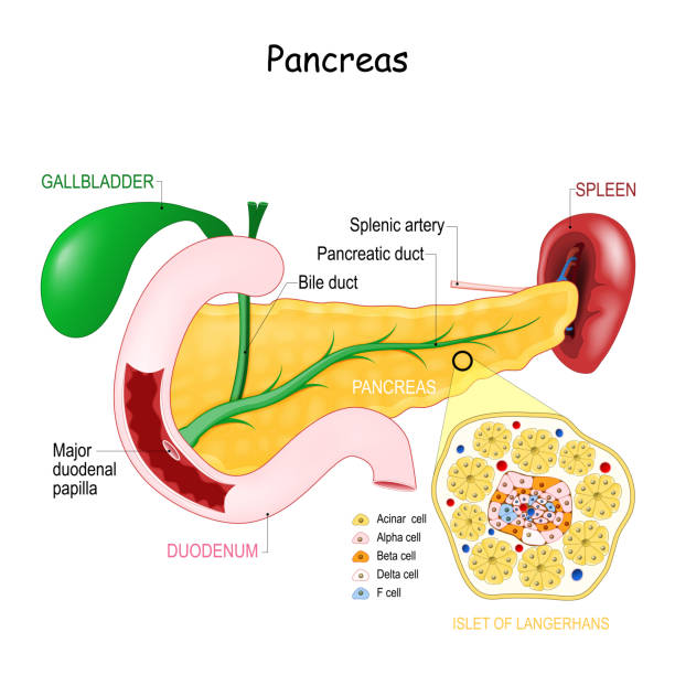 illustrations, cliparts, dessins animés et icônes de anatomie du pancréas. gros plan sur la structure cellulaire des langerhans des îlots. - pancréas humain