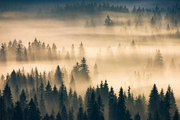 istock misty valley scenery at sunrise 1330682780
