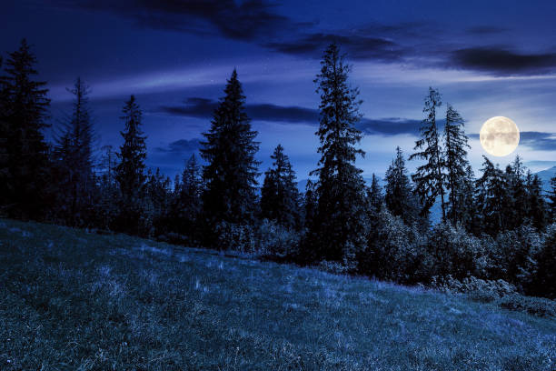 spruce forest on the grassy hillside at night. beautiful nature scenery in mountains. summer landscape with dark sky above the distant ridge in full moon light. explore backcountry concept