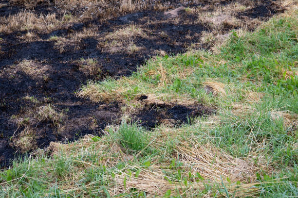 istock Burnt old dry grass. Fire accident, extremely hot weather and nature 1330683075