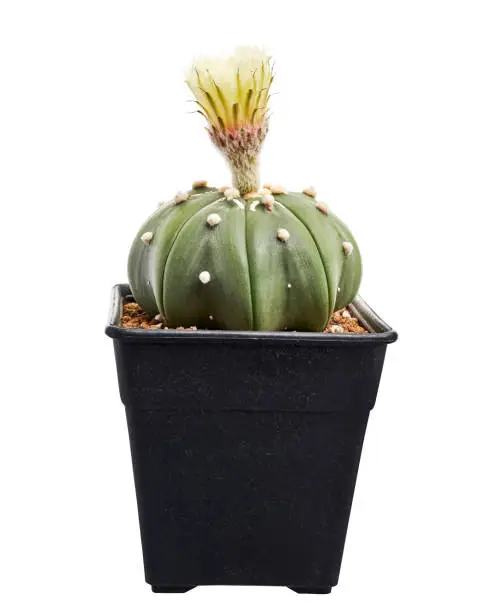 Photo of Astrophytum asterias nudum with flower, Star cactus in pot isolated on white background with clipping path