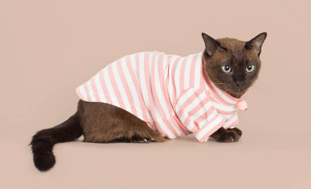 istock pet Supalak Thai breed cat 1330686354