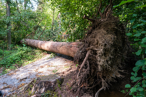 Very large forest tree uprooted after massive storm. Tree stump crater, summer daytime, no people. Europe .