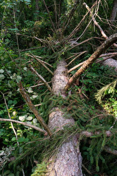 istock Large forest tree snapped in half after massive storm. Large splinters, summer daytime, no people. Europe 1330686427