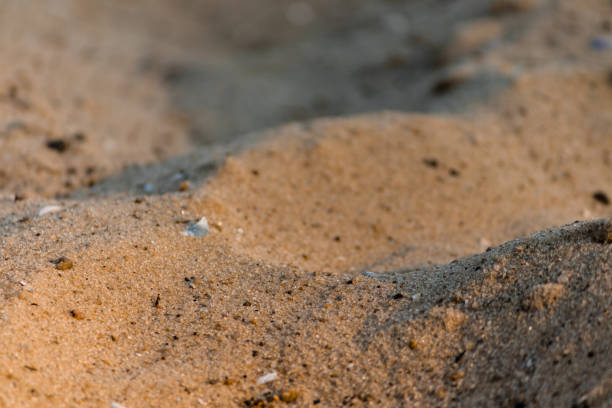 istock Sand close-up with fine natural debris at sunset in summer. 1330686956
