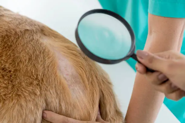 Photo of A veterinarian is examining a dog with dermatitis with a magnifying glass. Vet examining dog with bad yeast and fungal infection on skin and body.