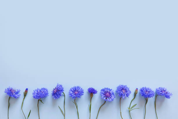 istock Flower border of blue flowers on pastel blue background. Top view, copy space. Empty space for text or beauty product. 1330692776