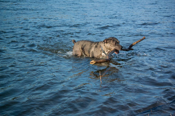 istock Shelter dog carrying stick through the river 1330692986