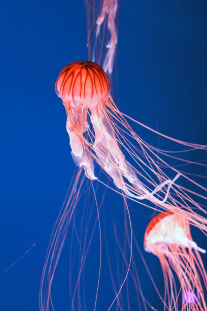 istock Bright pink jellyfish on a dark blue background. 1330693519
