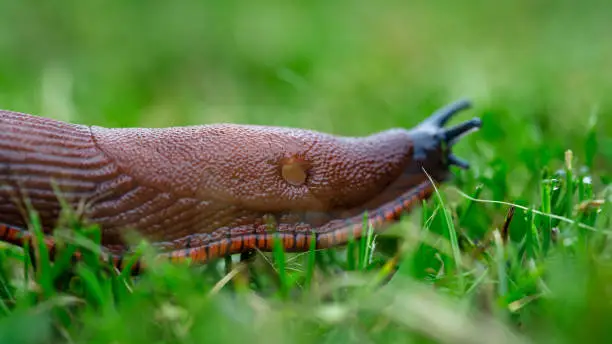 Outdoor macro side view close-up of a single Spanish slug (Arion vulgaris, aka Arion lusitanicus) moving on grass, shallow DOF, focus is on the breathing pore (pneumostome )