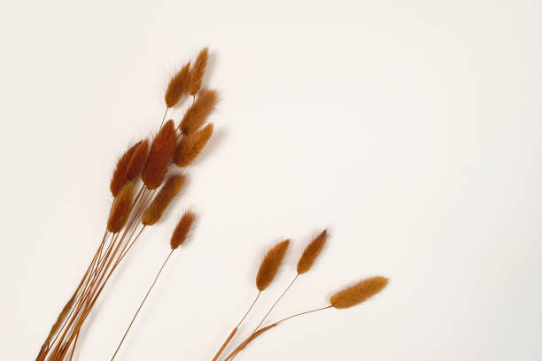 Lagurus ovatus. Brown herbs on ivory table. Top view, flatlay, lifestyle.