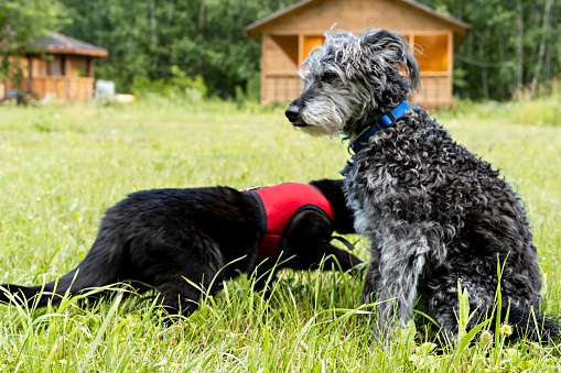 Mixed breed gray bearded fluffy senior dog and black cat in red harness walking on green grass, friendship and pet love animal themes
