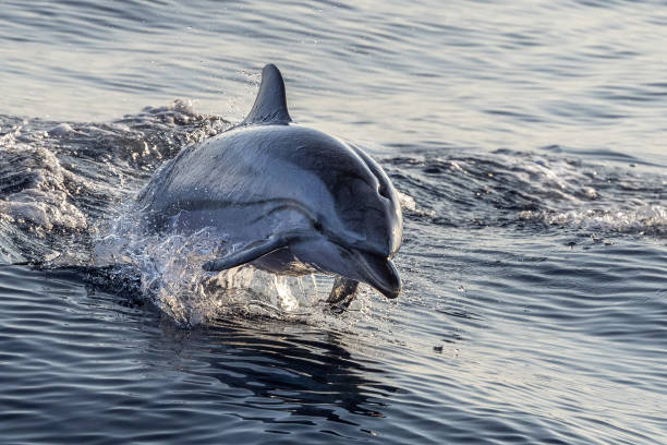 istock striped Dolphin while jumping in the deep blue sea 1330696278