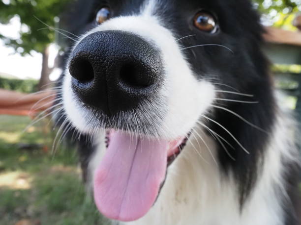 istock young border collie dog portrait 1330696462