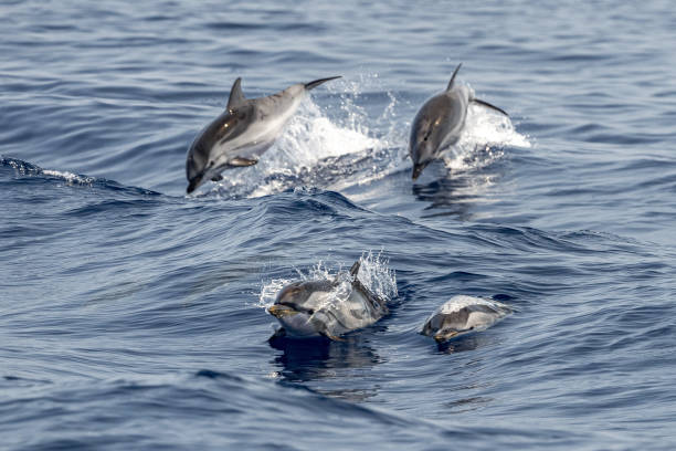 istock striped Dolphin while jumping in the deep blue sea 1330696649