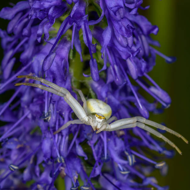 istock Flower spider on a purple flower 1330697428