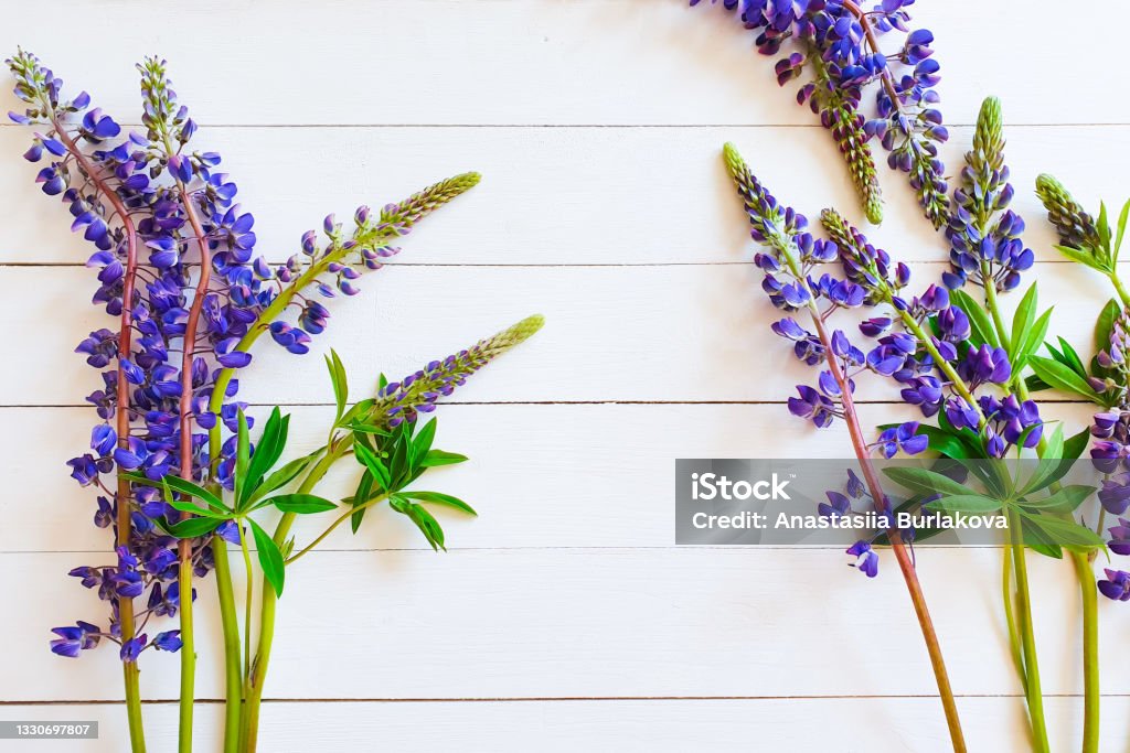 Purple flowers frame on textured white wooden table. Flatlay, top view, copy space. Lupines Arrangement Stock Photo