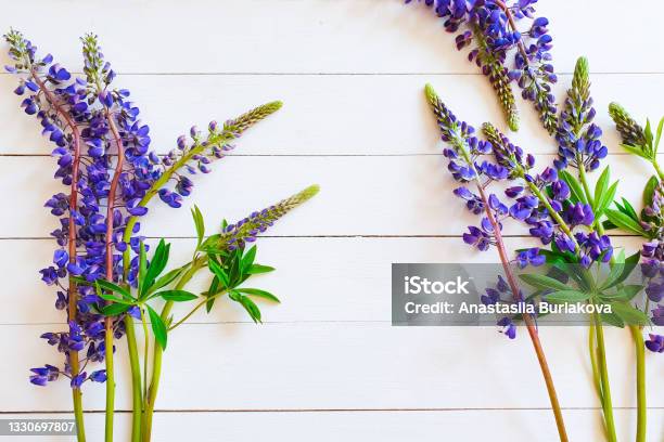 Purple Flowers Frame On Textured White Wooden Table Flatlay Top View Copy Space Lupines Stock Photo - Download Image Now
