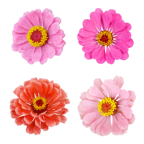 istock Zinnia pink and red flowers set on white isolated background. 1330698008