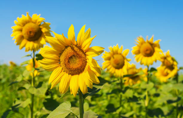 istock Sunflower on a background of the sky. 1330698028