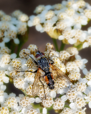 A fly sits on a white flower, top view, close-up