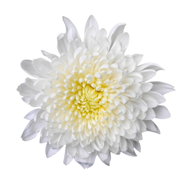 istock Macro photo white hrysanthemum flower on white isolated background. 1330698744
