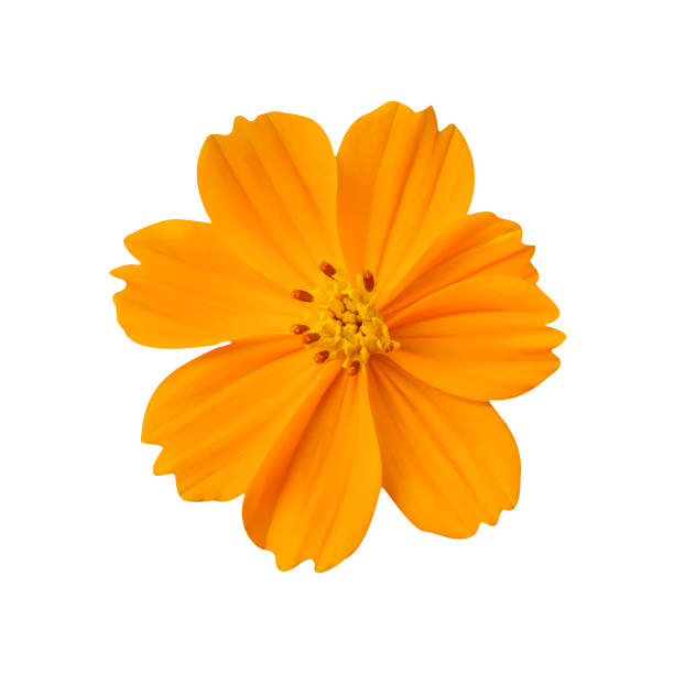istock Flower orange starship isolated on white background 1330698969