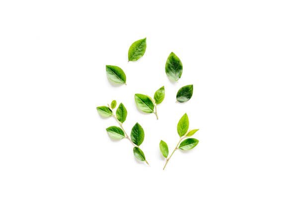istock Layout of green leaf and branches isolated on white. Overhead view 1330699032