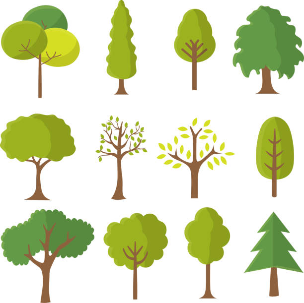 Various tree vectors. Forest and nature concept. Collection of different tree symbols. Education and training poster design. Vector drawn for plant and tree presentation. Tree designs of twelve different species. Green color forest and nature plants drawing. Vegetation and seasonal trees. Vector illustration of trees. Background solid white color. deciduous tree stock illustrations