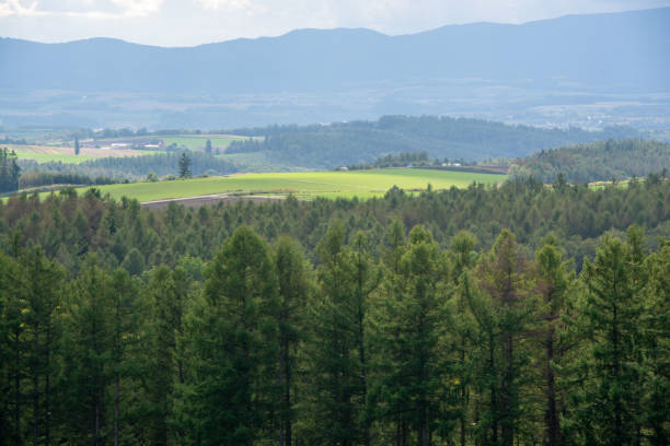 istock Green larch forest and hilly upland fields 1330699179