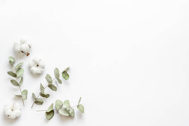 istock Flat lay with green eucalyptus branches and cotton flowers. Top view 1330699302