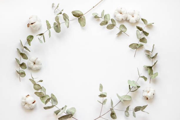 istock Plant branches frame with eucalyptus leaves and cotton flowers 1330700605
