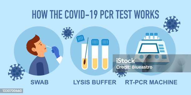 Pcr Testing Guide Pcr Covid19 Coronavirus Test Steps Infographic Vector Illustration ...