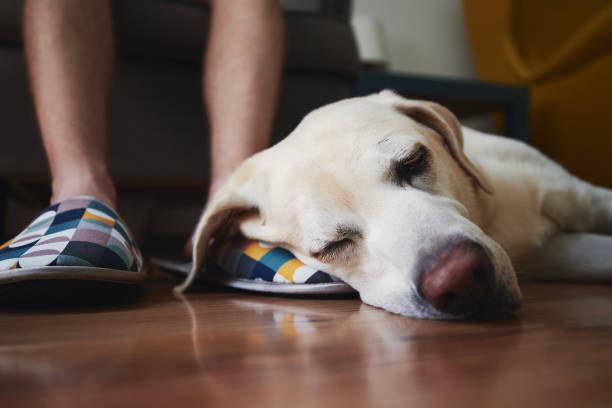 istock Old dog sleping on leg his owner 1330701690