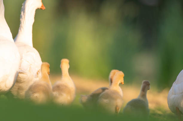 istock Domestic goose gosling birds in the grass during a springtime evening 1330701732