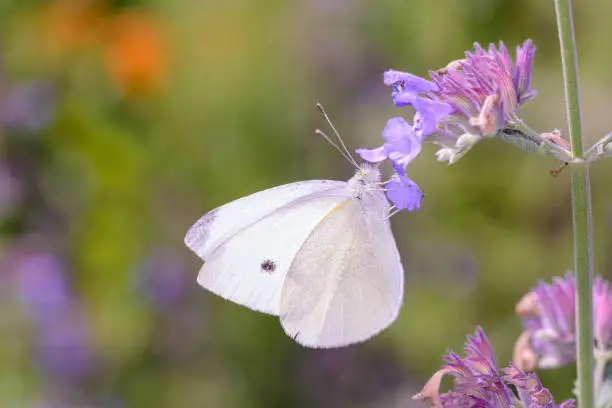 Small cabbage white Butterfly - Pieris rapae - resting on a blossom