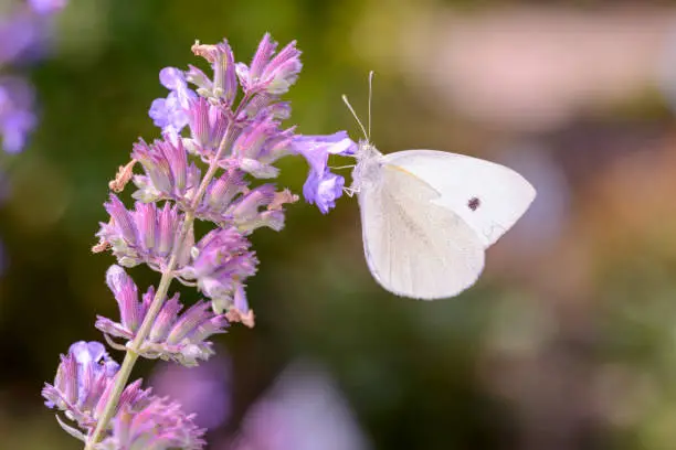 Small cabbage white Butterfly - Pieris rapae - resting on a blossom