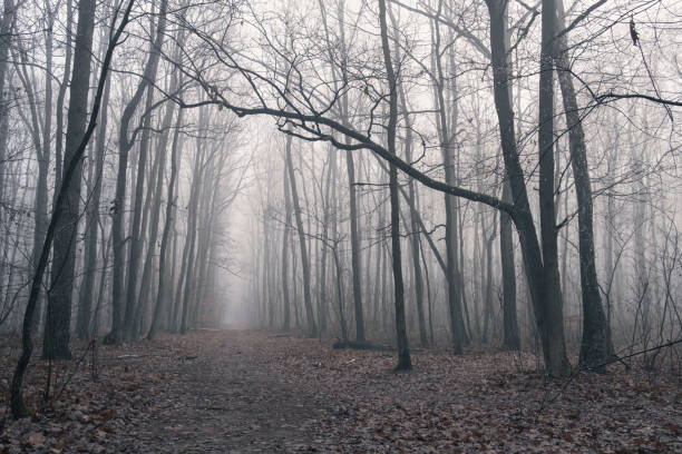 istock Foggy morning in forest 1330702483