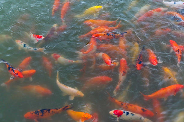 istock fish swimming in a pond 1330703723
