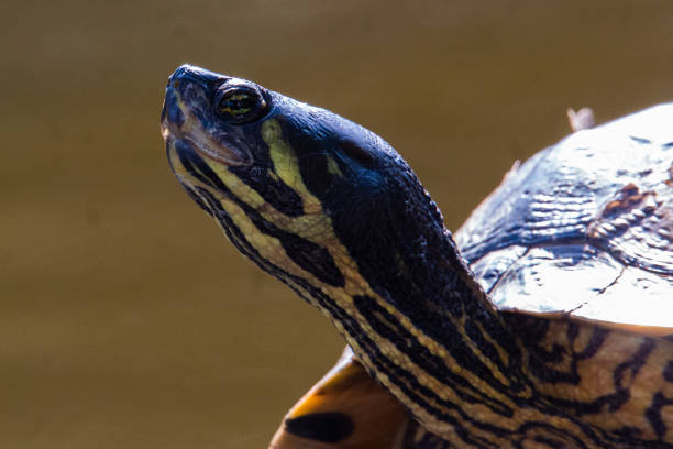 istock Yellow Bellied Slider 1330705753