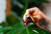 Corn snake wrapped around woman hand