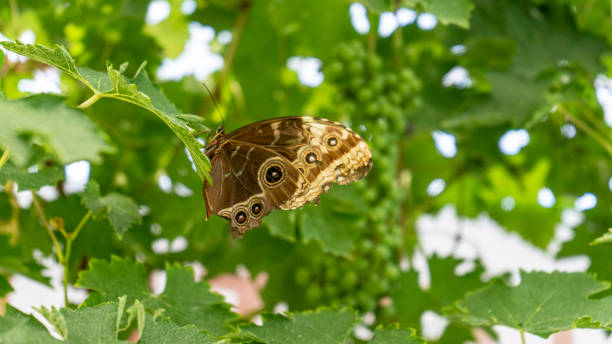 primer plano de la colorida mariposa clipper azul (parthenos sylvia) con marcas azul lilas en sus alas abiertas en una hoja. esta mariposa grande se encuentra comúnmente en el sudeste asiático. - parthenos fotografías e imágenes de stock