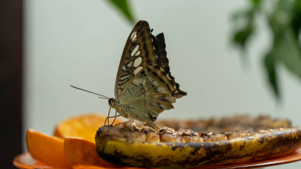 primer plano de la colorida mariposa clipper azul (parthenos sylvia) con marcas azul lilas en sus alas abiertas en una hoja. esta mariposa grande se encuentra comúnmente en el sudeste asiático. - parthenos fotografías e imágenes de stock