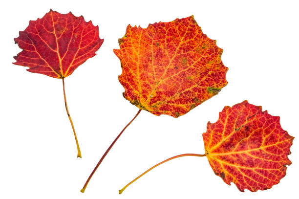 Red aspen leaves. Autumn leaves on a white background. Autumn still life. stock photo