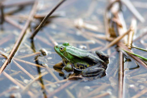 istock Lake frog, Pelophylax lessonae 1330712004