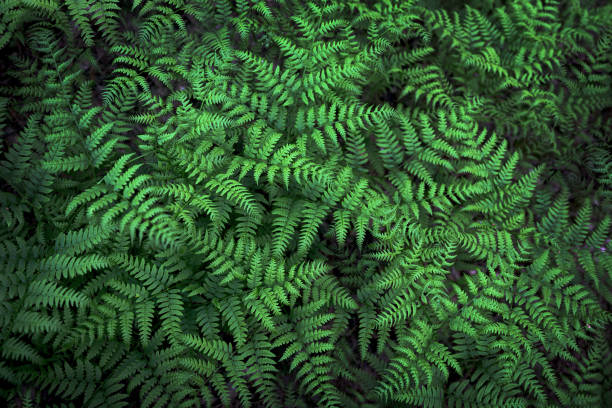istock Fern with green leaves background 1330712005