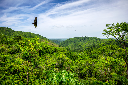 Condor flying among the clouds over the Jungle at la Guira national park, Cuba