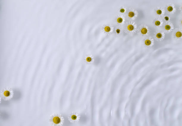 Pure clear water with small flowers, sunlight on white background, flat lay with copy space