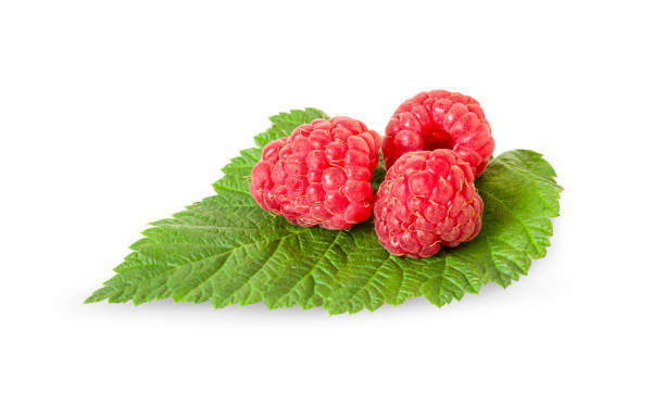 istock juicy raspberries on a green leaf isolated on a white background 1330713409