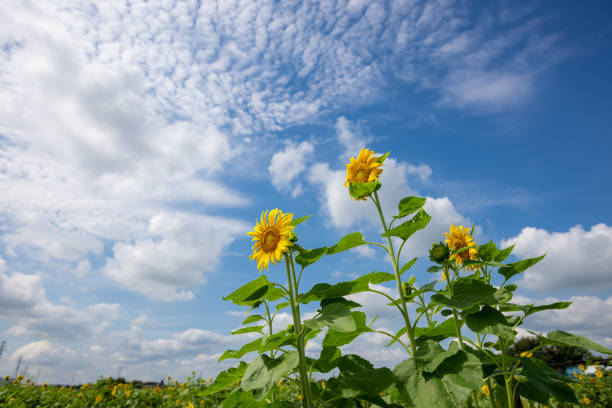 Sunflowers growing to the sky